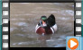 American Wood Duck - May 2013