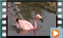 Andean Flamingo - April 2015