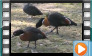 Australian Shelduck - April & July 2013