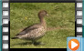  Australian Wood Duck - July 2013