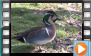 Baikal Teal - March 2019
