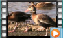 Black-bellied Whistling Duck - October 2012