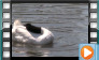 Black-necked Swan - May 2013