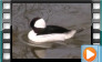 Bufflehead - April 2015