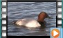 Canvasback - October 2012