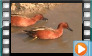 Cinnamon Teal - March 2014