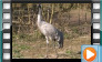 Common Crane - April 2013