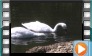 Coscoroba Swan - May 2014