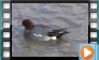 Eurasian Wigeon - April 2013