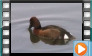 Ferruginous Duck - April 2015