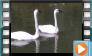 Trumpeter Swan - July 2014