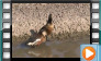 Wandering Whistling Duck - April 2013