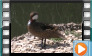 White-cheeked Pintail - July 2014