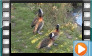  White-faced Whistling Duck - November 2013