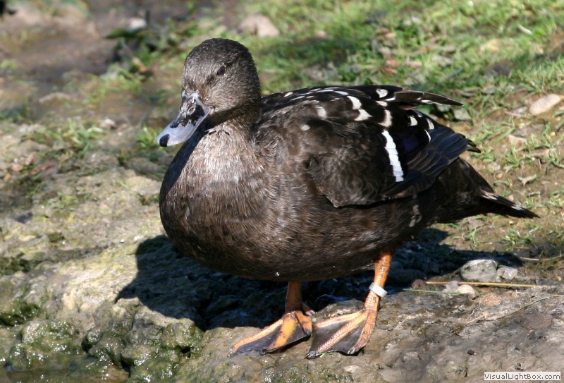 Identify African Black Duck Wildfowl Photography.
