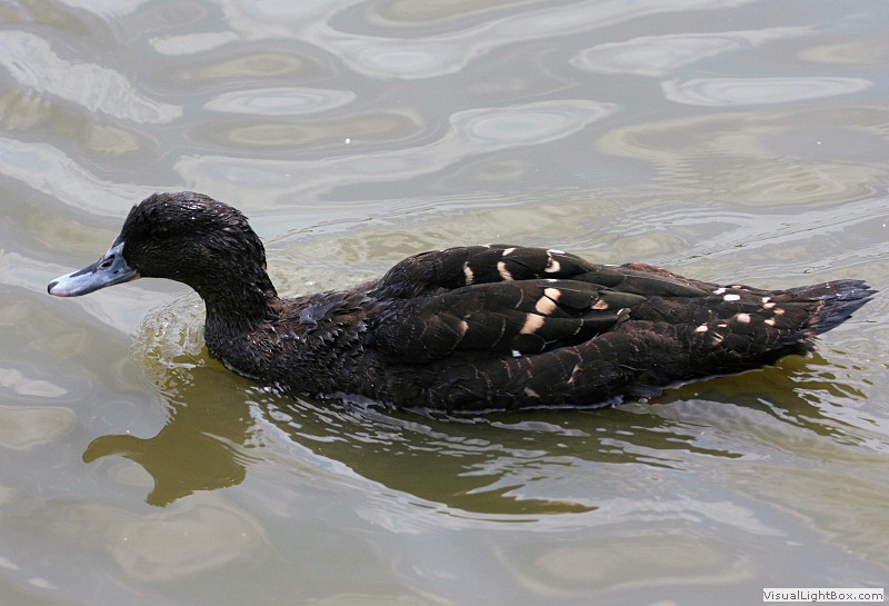 Identify African Black Duck Wildfowl Photography.