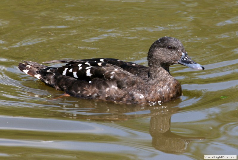 Identify African Black Duck Wildfowl Photography.
