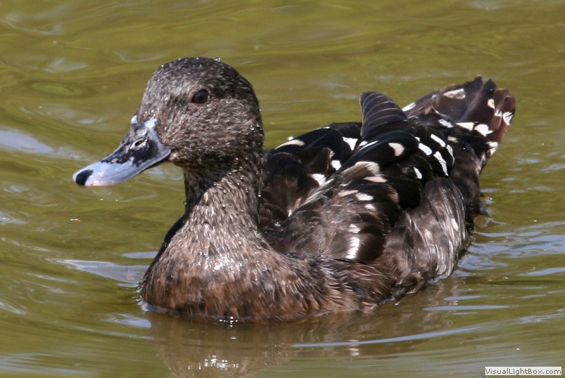 Identify African Black Duck Wildfowl Photography.