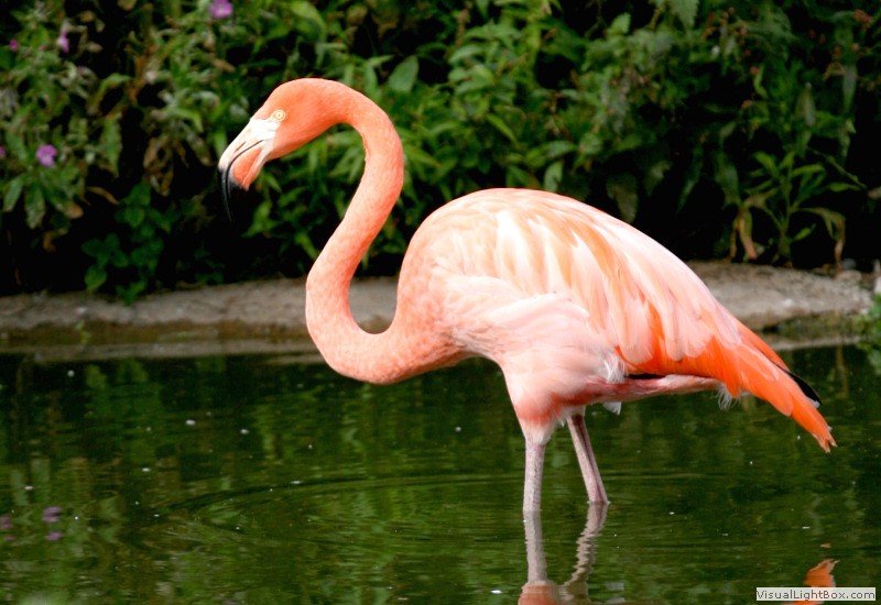 Identify American Flamingo - Wildfowl Photography.