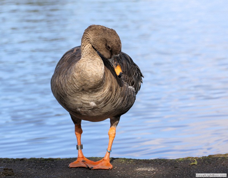 Identify Bean Goose Wildfowl Photography.