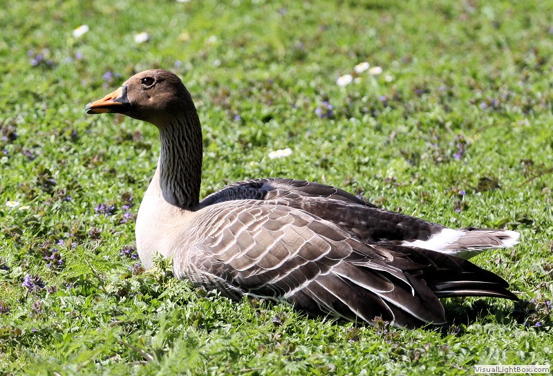 Identify Bean Goose Wildfowl Photography.