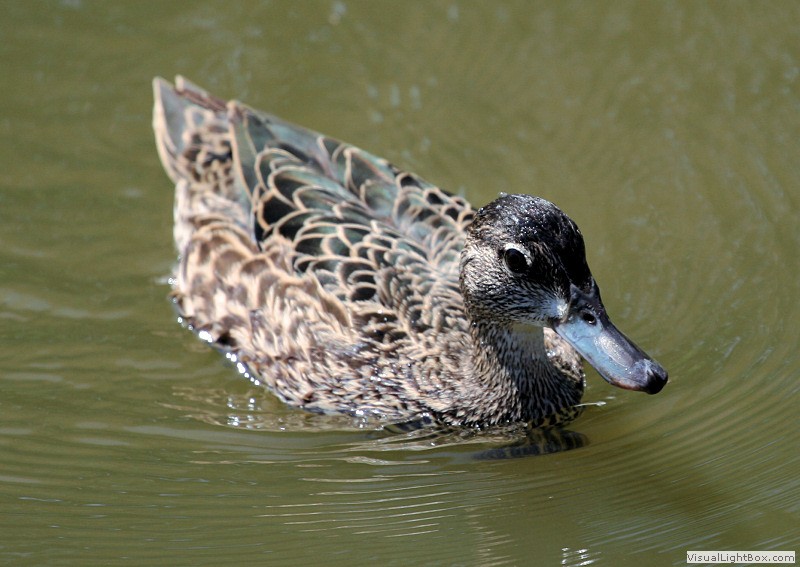 Identify Bluewinged Teal Wildfowl Photography.