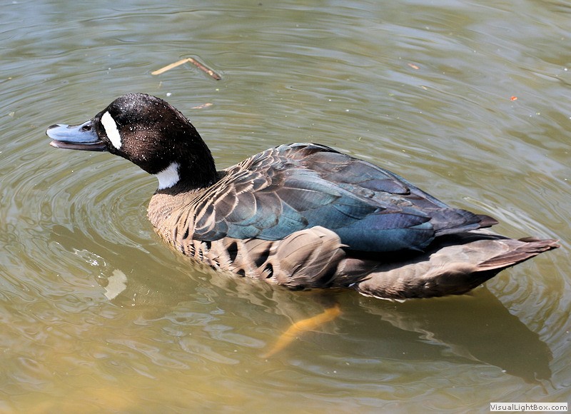 Identify Bronzewinged Duck Wildfowl Photography.