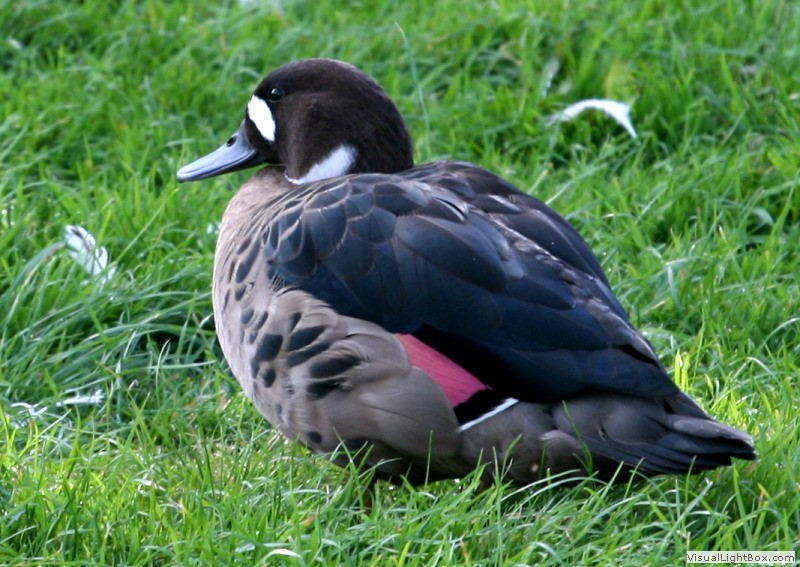 Identify Bronzewinged Duck Wildfowl Photography.