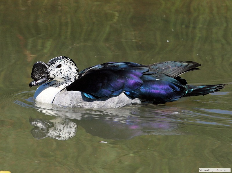 Identify Comb Duck Wildfowl Photography.