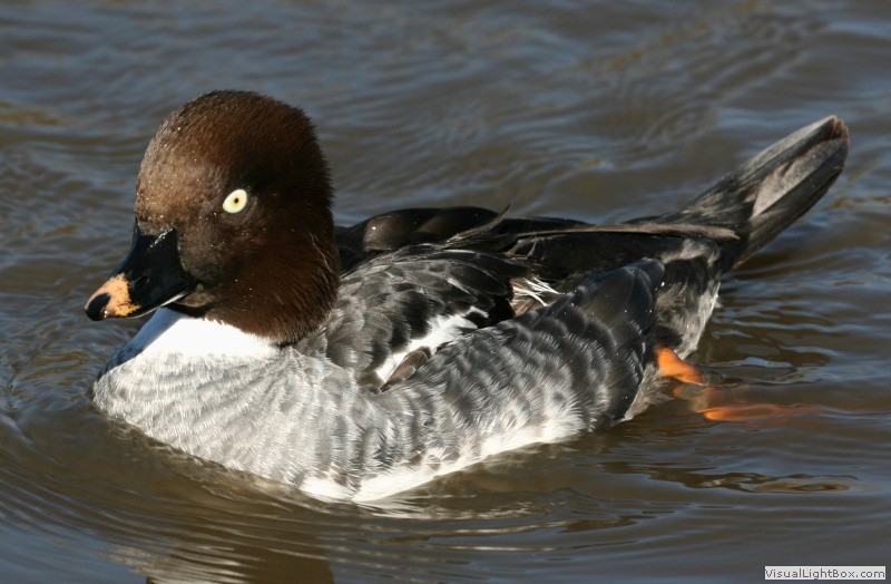 Identify Common Goldeneye Wildfowl Photography.