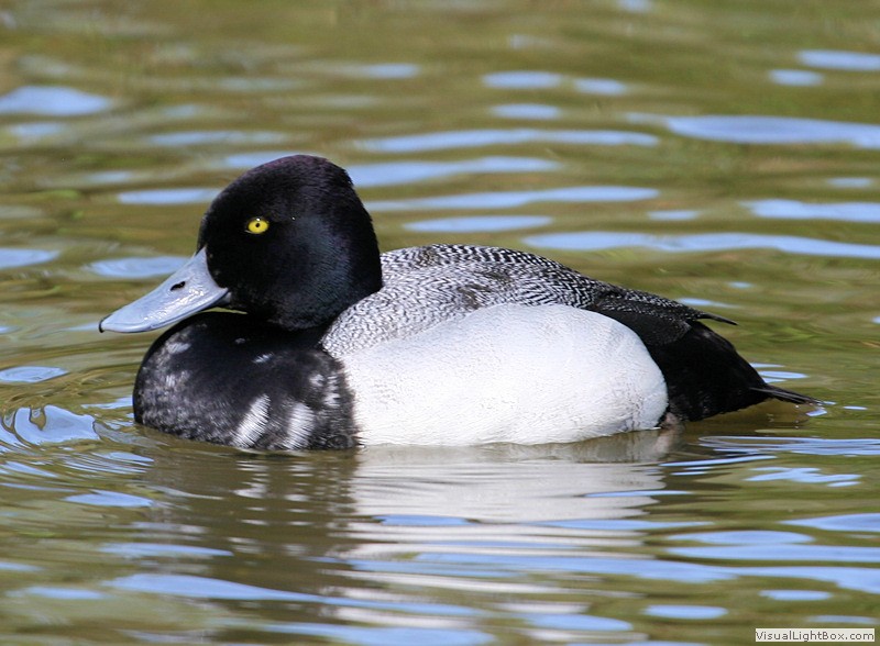 Identify Lesser Scaup Wildfowl Photography.