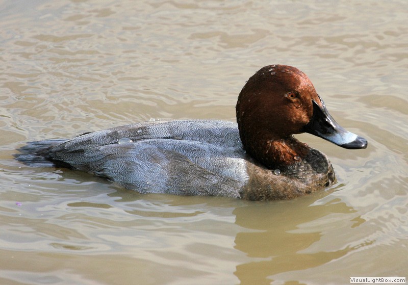 Identify Common Pochard Wildfowl Photography.