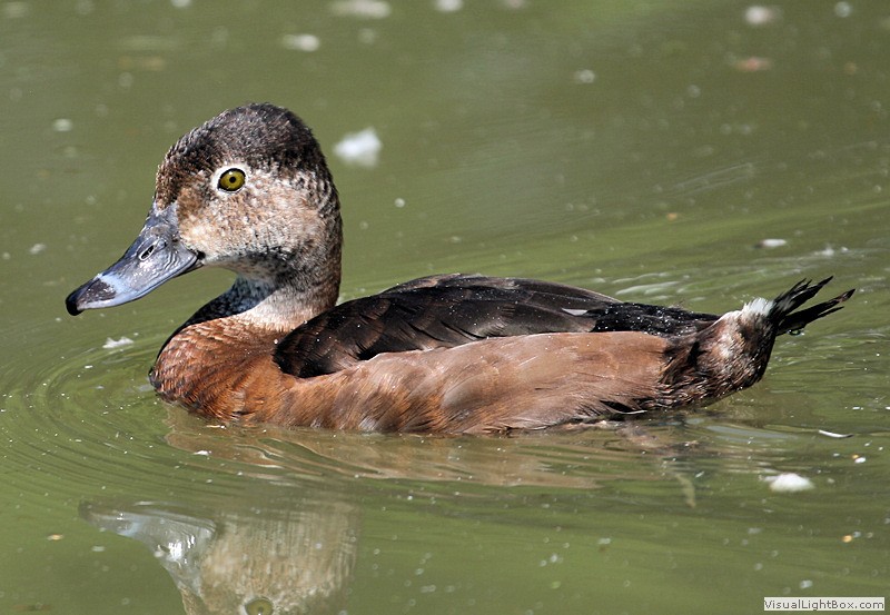 Identify Ringnecked Duck Wildfowl Photography.