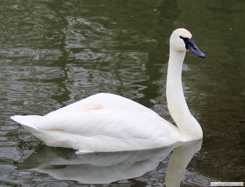Identify Trumpeter Swan Wildfowl Photography.