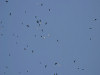 A large flock of crows and gulls circled over the airfield during the display   - pic by Webmaster