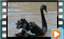 Black Swan - June 2015