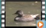 Gadwall - May 2014