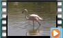 Greater Flamingo - June 2015