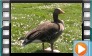 Greylag Goose - May 2014
