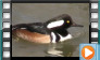 Hooded Merganser - March 2017