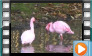  Lesser Flamingo - November 2013