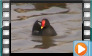  Moorhen - March, May & July 2012