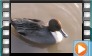 Northern Pintail - October 2012 & March 2014