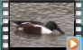 Northern Shoveler - April 2013