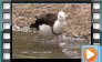 Radjah Shelduck - July 2012 & April 2013