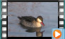 Red-billed Teal - November 2013