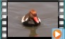 Red-crested Pochard - May 2014