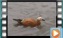 Ruddy Shelduck - July 2013