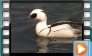 Smew - May 2014