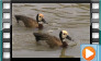  White-faced Whistling Duck - July 2012